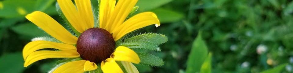 Lower Muskingum Conservancy